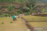 3.550 hektare tanaman padi di Kudus diasuransikan