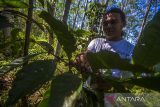 Petani memanen kopi jenis liberika di Kebun Kita Desa Liyu, Kecamatan Hantakan, Kabupaten Hulu Sungai Tengah, Kalimantan Selatan, Minggu (27/3/2022). Pemerintah Kabupaten Hulu Sungai Tengah terus mengembangkan komoditas kopi lokal di kawasan Pegunungan Meratus untuk meningkatkan ekonomi masyarakat pegunungan serta bertujuan untuk melestarikan kawasan Pegunungan Meratus. Foto Antaranews Kalsel/Bayu Pratama S.