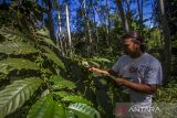 Petani memanen kopi jenis robusta di Kebun Kita Desa Liyu, Kecamatan Hantakan, Kabupaten Hulu Sungai Tengah, Kalimantan Selatan, Minggu (27/3/2022). Pemerintah Kabupaten Hulu Sungai Tengah terus mengembangkan komoditas kopi lokal di kawasan Pegunungan Meratus untuk meningkatkan ekonomi masyarakat pegunungan serta bertujuan untuk melestarikan kawasan Pegunungan Meratus. Foto Antaranews Kalsel/Bayu Pratama S.