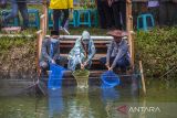 Ketua umum Yayasan Adaro Bangun Negeri Okty Damayanti (tengah) bersam Pemimpin Ponpes Al Islam Rusdian (kiri) dan Perwakilan ULM Slamet memanen ikan nila saat acara pesta panen ikan nila di Pondok Pesantren Al Islam Desa Kambitin, Kabupaten Tabalong, Kalimantan Selatan, Senin (28/3/2022). Yayasan Adaro Bangun Negeri melalui Program Adaro Santri Sejahtera (PASS) berkerjasama dengan Universitas Lambung Mangkurat dengan skema matching fund tersebut untuk menumbuhkan entrepreneur baru khususnya sektor industri mikro kecil menengah. Foto Antaranews Kalsel/Bayu Pratama S.