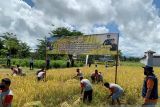 Lapas Atambua panen 4,5 ton gabah kering dari hasil warga binaan