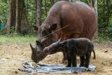 Rosa, seekor induk badak Sumatera (Dicerorhinus sumatrensis) menemani anaknya berjenis kelamin betina yang baru berusia beberapa hari di Suaka Rhino Sumatera, Taman Nasional Way Kambas (SRS TNWK), Lampung Timur, Lampung, Senin (28/3/2022). Bayi badak Sumatera tersebut lahir dari hasil perkawinan badak jantan bernama Andatu dan badak betina bernama Rosa pada Kamis (24/3) pukul 11.44 WIB di Suaka Rhino Sumatera Taman Nasional Way Kambas, Lampung. ANTARA FOTO/Biro Humas Kementerian Lingkungan Hidup dan Kehutanan/Handout/Lmo/wsj.