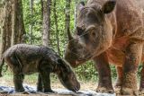 Rosa, seekor induk badak Sumatera (Dicerorhinus sumatrensis) menemani anaknya berjenis kelamin betina yang baru berusia beberapa hari di Suaka Rhino Sumatera, Taman Nasional Way Kambas (SRS TNWK), Lampung Timur, Lampung, Senin (28/3/2022). Bayi badak Sumatera tersebut lahir dari hasil perkawinan badak jantan bernama Andatu dan badak betina bernama Rosa pada Kamis (24/3) pukul 11.44 WIB di Suaka Rhino Sumatera Taman Nasional Way Kambas, Lampung. ANTARA FOTO/Biro Humas Kementerian Lingkungan Hidup dan Kehutanan/Handout/Lmo/wsj.