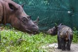 Rosa, seekor induk badak Sumatera (Dicerorhinus sumatrensis) menemani anaknya berjenis kelamin betina yang baru berusia beberapa hari di Suaka Rhino Sumatera, Taman Nasional Way Kambas (SRS TNWK), Lampung Timur, Lampung, Senin (28/3/2022). Bayi badak Sumatera tersebut lahir dari hasil perkawinan badak jantan bernama Andatu dan badak betina bernama Rosa pada Kamis (24/3) pukul 11.44 WIB di Suaka Rhino Sumatera Taman Nasional Way Kambas, Lampung. ANTARA FOTO/Biro Humas Kementerian Lingkungan Hidup dan Kehutanan/Handout/Lmo/wsj.