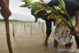Balai TNKT Sulteng  pulihkan lima persen hutan bakau terdegradasi