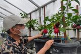 Peneliti USK Banda Aceh kembangkan tanaman paprika mikoriza daerah tropis