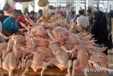 Pengunjung berbelanja ayam potong di Pasar Al Mahirah, Desa Lamdingin, Banda Aceh, Aceh, Jumat (1/4/2022). Permintaan ayam potong menyambut  perayaan tradisi meugang bulan Ramadhan 1443 H  di daerah itu meningkat dengan harga penjualan naik dari Rp50.000 per ekor menjadi Rp55.000 per ekor. ANTARA FOTO/Ampelsa