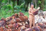 Harga  sawit Kalbar catat rekor tertinggi Rp4.041,45 per kilogram