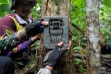 Tim monitoring Gajah Sumatra (Elephas maximus sumatranus) PT Restorasi Ekosistem Indonesia (REKI) memasang kamera jebak di koridor gajah kawasan konsesi PT REKI, Hutan Harapan, Jambi, Kamis (31/3/2022). Monitoring rutin selama 1-2 minggu di hutan dataran rendah dan sekitarnya yang menjadi rumah bagi delapan ekor Gajah Sumatra itu bertujuan memantau pergerakan gajah, mengantisipasi perburuan liar, dan sekaligus upaya mitigasi konflik. ANTARA FOTO/Wahdi Septiawan/foc.