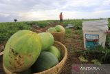 Petani memanen buah timun suri di Desa Sindang, Indramayu, Jawa Barat, Minggu (3/4/2022). Petani mengaku memasuki Ramadhan, permintaan timun suri yang dijual Rp15.000 per kilogram meningkat. ANTARA FOTO/Dedhez Anggara/agr
