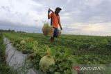 Petani memanen buah timun suri di Desa Sindang, Indramayu, Jawa Barat, Minggu (3/4/2022). Petani mengaku memasuki Ramadhan, permintaan timun suri yang dijual Rp15.000 per kilogram meningkat. ANTARA FOTO/Dedhez Anggara/agr
