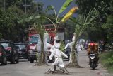 Pengendara sepeda motor melintas di jalan rusak yang ditanami tanaman pisang dan tebu di Desa Janti, Kediri, Jawa Timur, Sabtu (2/4/2022). Warga daerah setempat memberi tanda pada lubang jalan dengan menanam tanaman tebu dan pisang sekaligus memasang baju alat pelindung diri (APD) bekas sebagai bentuk protes karena jalan rusak yang tidak kunjung diperbaiki. Antara Jatim/Prasetia Fauzani/zk