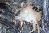 Dua kambing warga Maua Hilia Agam diduga dimangsa harimau