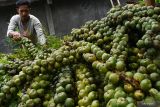 Petani mengambil buah kolang kaling di ladang untuk dibawa pulang di Desa Padas, Dagangan, Kabupaten Madiun, Jawa Timur, Rabu (6/4/2022). Menurut petani harga biji kolang kaling saat memasuki Ramadhan naik dari harga sebelumnya antara Rp6.000 hingga Rp8.000 menjadi Rp13 ribu per kilogram seiring meningkatnya permintaan untuk takjil. Antara Jatim/Siswowidodo