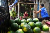 Pedagang membongkar muat buah semangka ke bak mobil untuk dikirim ke pedagang pasar di Pagotan, Kabupaten Madiun, Jawa Timur, Kamis (7/4/2022). Menurut pedagang, saat bulan Ramadhan permintaan buah semangka kiriman dari Banyuwangi tersebut meningkat dari sebelumnya rata-rata terjual enam kuintal per hari naik menjadi dua ton per hari dengan harga jual Rp7.500 per kilogram. Antara Jatim/Siswowidodo/zk