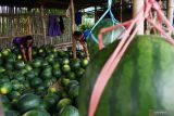 Pembeli memilih buah semangka yang dijual pedagang di Pagotan, Kabupaten Madiun, Jawa Timur, Kamis (7/4/2022). Menurut pedagang tersebut, saat Ramadhan permintaan buah semangka kiriman dari Banyuwangi tersebut meningkat dari sebelumnya rata-rata terjual enam kuintal perhari naik menjadi dua ton perhari dengan harga jual Rp7.500 per kilogram. Antara Jatim/Siswowidodo