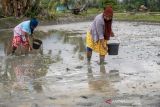 Sulteng  siapkan kawasan pangan Nusantara 30 ribu hektare di Sindue