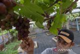 Pengembangan Agrowisata Kebun Anggur di Palu