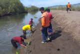 Pemkab Nagekeo tanam 1.000 anakan bakau hijaukan pantai