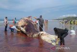 The Dead sperm whale washes up on Wadumaddi Beach, Sabu Island