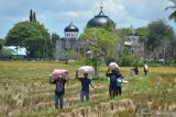 Bulog diminta optimalkan serapan gabah petani sebesar Rp4.200 per kg