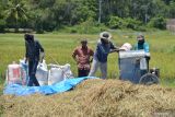 Pakar minta pemerintah Indonesia waspadai produksi padi menurun saat La Nina