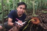 43 individu bunga rhizanthes ditemukan di Cagar Alam Batang Palupuh Agam