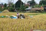 500 hektar lahan pertanian padi di Payakumbuh tak perlu bayar premi AUTP