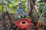 Bunga raflesia mekar sempurna di halaman rumah warga Agam