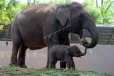 Seekor anak Gajah Sumatera (Elephas maximus sumatranus) yang baru berumur 28 hari bersama induknya di Bali Zoo, Gianyar, Bali, Kamis (14/4/2022). Kebun binatang yang memiliki Gajah Sumatera sejak tahun 2011 tersebut kali ini untuk pertama kalinya berhasil mengembangbiakkan Gajah Sumatera dengan kelahiran anak gajah jantan yang diberi nama 