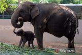 Gajah Sumatera melahirkan anak pertama di Bali Zoo