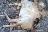 Kambing warga Maua Hilia Agam dimangsa harimau