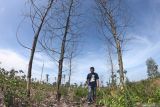 Walhi: 60 persen hutan Jambi alami kerusakan akbat perambahan liar