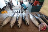 Pemprov Sulteng  dorong eksportir ikan tuna Donggala gunakan PEB