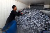 Pekerja menata ikan tuna hasil tangkapan nelayan ke dalam truk box freezer di Pelabuhan Tanjungwangi, Banyuwangi, Jawa Timur, Rabu (20/4/2022). Kementerian Kelautan dan Perikanan (KKP) menyebutkan produksi tuna Indonesia mengalami kenaikan rata-rata 3,66 persen, lebih tinggi dari kenaikan rata-rata dunia sebesar 3,42 persen. Antara Jatim/Budi Candra Setya/zk