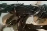 Jelang Lebaran, Ikan gabus giling bahan pempek di Palembang harganya melambung