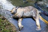 Polisi selidiki pembunuh gajah latih di Riau