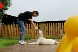 Anjing terapi tawarkan pendampingan kepada anak autisme