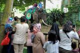 Pengunjung naik di atas gajah Sumatera (elephant maximus Sumatranus) tunggang saat berlibur di Kebun Binatang Taman Rimbo, Jambi, Minggu (8/5/2022). Pihak pengelola menyebutkan, sebanyak 39 ribu pengunjung memadati kebun binatang satu-satunya di Provinsi Jambi tersebut selama sepekan libur Lebaran. ANTARA FOTO/Wahdi Septiawan/YU