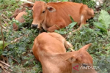 Hewan ternak di Aceh Tamiang  diisolasi 1.200 terpapar wabah PMK
