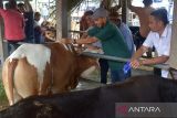 Dokter hewan memberikan suntikan vaksin kepada tenak sapi yang terindikasi penyakit mulut dan kuku (PMK) di pasar hewan Desa Sibreh,  Kecamatan Sibreh, Kabupaten Aceh Besar, Aceh, Selasa (11/5/2022). Dinas Pertanian kabupaten Aceh Besar bekerja sama dengan Polres setempat hingga saat ini menemukan sebanyak 30 ekor ternak sapi terindikasi penyakit mulut dan kuku (PMK) di daerah itu, sementara  kasus tertinggi PMK ternak sapi terjadi di kabupaten Aceh Tamiang sebanyak 1.767 ekor dalam pengawasan dan perawatan dan kasus sapi mati sebanyak 16 ekor. ANTARA FOTO/Ampelsa