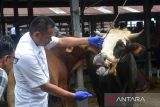 Tim kesehatan hewan memeriksa  mulut ternak sapi yang terindikasi penyakit mulut dan kuku (PMK) sebelum dilakukan vaksinasi di pasar hewan Desa Sibreh,  Kecamatan Sibreh, Kabupaten Aceh Besar, Aceh, Selasa (11/5/2022). Dinas Pertanian kabupaten Aceh Besar bekerjasama dengan Polres setempat hingga saat ini menemukan sebanyak 30 ekor ternak sapi terindikasi penyakit mulut dan Klkuku (PMK) di daerah itu, sementara  kasus tertinggi PMK ternak sapi terjadi di kabupaten Aceh Tamiang sebanyak 1.767 ekor dalam pengawsasan dan perawatan dan kasus sapi mati sebanyak 16 ekor. ANTARA FOTO/Ampelsa