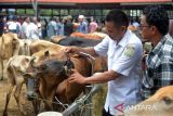 Tim kesehatan hewan memeriksa  mulut ternak sapi sebelum dilakukan vaksinasi di pasar hewan Desa Sibreh,  Kecamatan Sibreh, Kabupaten Aceh Besar, Aceh, Selasa (11/5/2022). Dinas Pertanian kabupaten Aceh Besar bekerjasama dengan Polres setempat hingga saat ini menemukan sebanyak 30 ekor ternak sapi terindikasi penyakit mulut dan kuku (PMK) di daerah itu, sementara  kasus tertinggi PMK ternak sapi terjadi di kabupaten Aceh Tamiang sebanyak 1.767 ekor dalam pengawsasan dan perawatan dan kasus sapi mati sebanyak 16 ekor. ANTARA FOTO/Ampelsa