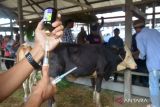 Vaksinasi ternak sapi untuk cegah penyakit mulut dan kuku