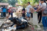 Tiga ekor sapi di Pasar Hewan Ajibarang Banyumas diduga terinfeksi PMK