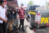 Polisi sita bekantan dan kucing hutan dari perdagangan gelap satwa di Kalsel
