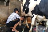 Permintaan susu sapi di Kabupaten Kudus belum terpengaruh wabah PMK