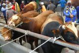 Peternak menunggu sapi miliknya yang dijual di Pasar Hewan Singosari, Malang, Jawa Timur, Jumat (13/5/2022). Wabah penyakit mulut dan kuku (PMK) di sejumlah daerah justru membuat harga sapi di pasar tersebut  naik dengan rata-rata kenaikan sekitar Rp500.000 hingga 1 juta rupiah per ekor. Antara Jatim/Ari Bowo Sucipto/Ds