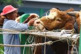 Peternak mengikat sapi miliknya yang dijual di Pasar Hewan Singosari, Malang, Jawa Timur, Jumat (13/5/2022). Wabah penyakit mulut dan kuku (PMK) di sejumlah daerah justru membuat harga sapi di pasar tersebut  naik dengan rata-rata kenaikan sekitar Rp500.000 hingga 1 juta rupiah per ekor. Antara Jatim/Ari Bowo Sucipto/Ds