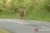 Keaslian video penampakan harimau sumatera diragukan
